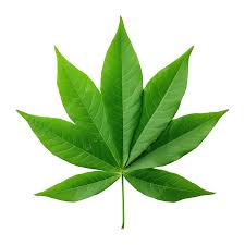 Csaf PMCL - Single Leaf 